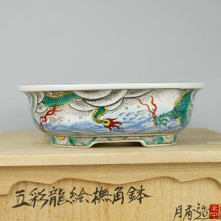 月香 共布 共箱 五彩 龍絵 撫角 長方鉢 観賞用 盆栽鉢 現品 新品