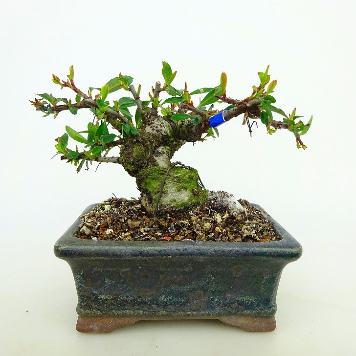 盆栽 ピラカンサ 樹高 約7cm Pyracantha 花物 実物 バラ科 常緑樹 観賞用 小品 現品
