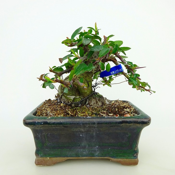 盆栽 ピラカンサ 樹高 約8cm Pyracantha 花物 実物 バラ科 常緑樹 観賞用 小品 現品