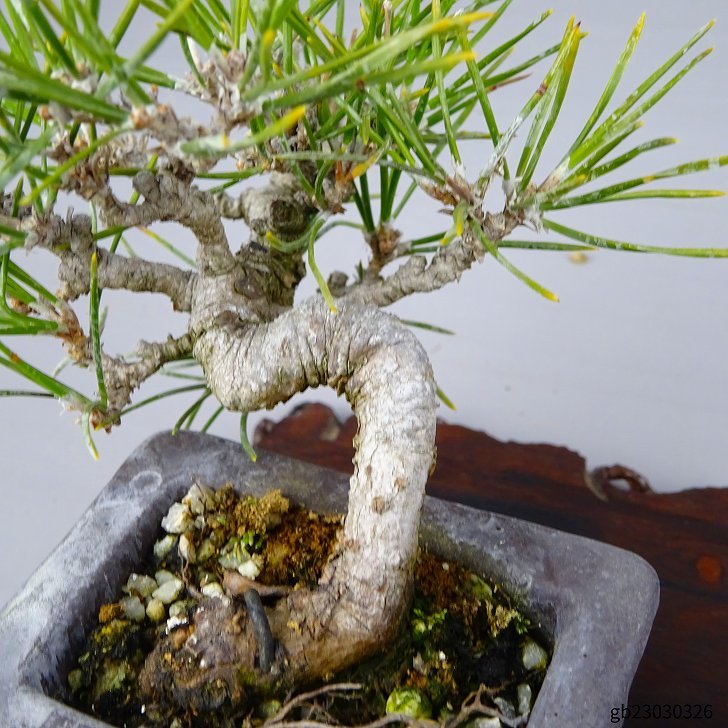 盆栽 松 黒松 ミニ盆栽 樹高 上下 約8cm くろまつ Pinus thunbergii クロマツ マツ科 常緑針葉樹 観賞用 小品 現品_画像8