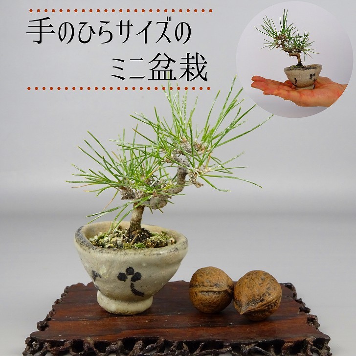  bonsai pine Japanese black pin mini bonsai height of tree approximately 10cm....Pinus thunbergii black matsumatsu. evergreen needle leaved tree .. for small goods reality goods 