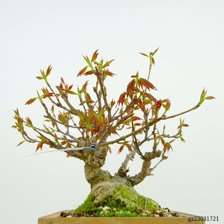 盆栽 楓 樹高 約 17cm かえで Acer カエデ 紅葉 カエデ科 落葉樹 観賞用 小品 現品