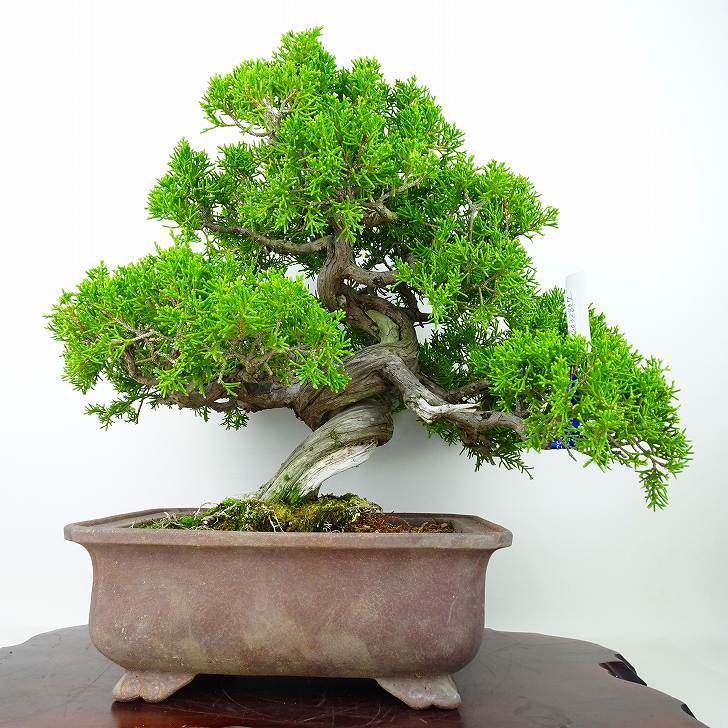 盆栽 真柏 樹高 29cm しんぱく Juniperus chinensis シンパク ジン シャリ” ヒノキ科 常緑樹 観賞用 現品