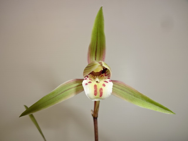 * холод орхидея Kochi префектура гора ... распределение вид ( кисть рисунок )A-89