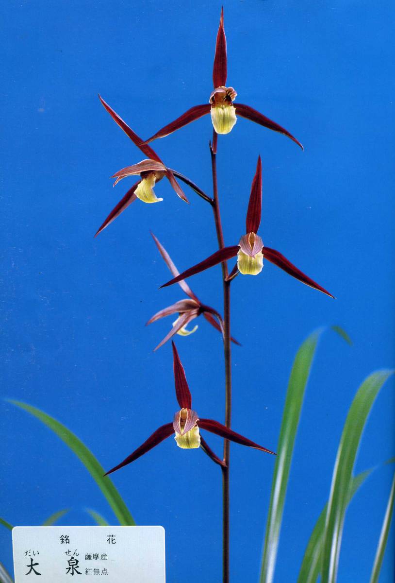 * холод орхидея регистрация товар ( орхидея . регулировка товар - большой Izumi ) A-92