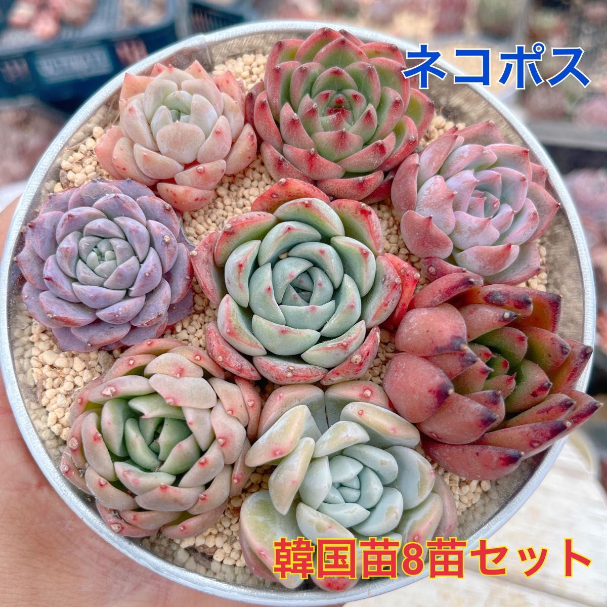 韓国苗8苗セット 多肉植物 レア品種 高級品種 人気品種入って 韓国苗8苗セット 多肉植物 レア品種 高級品種 人気品種入って