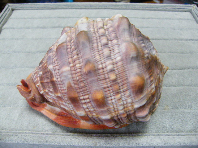 9001.マンボウガイ 万年貝 万宝貝 貝殻 約15cm