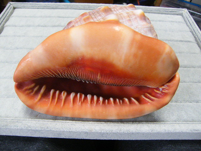 9001.マンボウガイ 万年貝 万宝貝 貝殻 約15cm