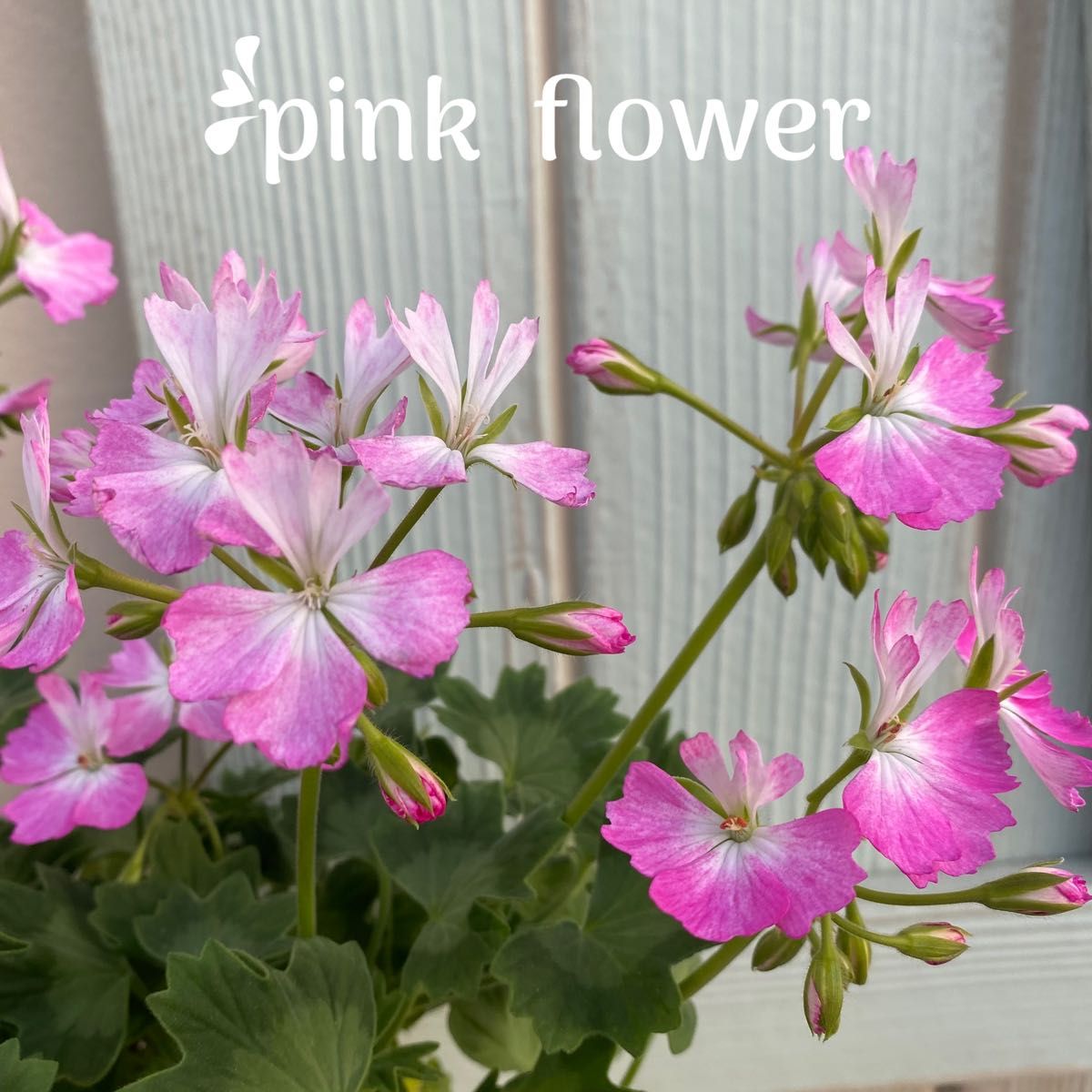 かわいい】ゼラニウム さくらさくら 花 花苗 鉢植え ポット苗 花 かわいい】ゼラニウム さくらさくら 花 花苗 鉢植え ポット苗 花