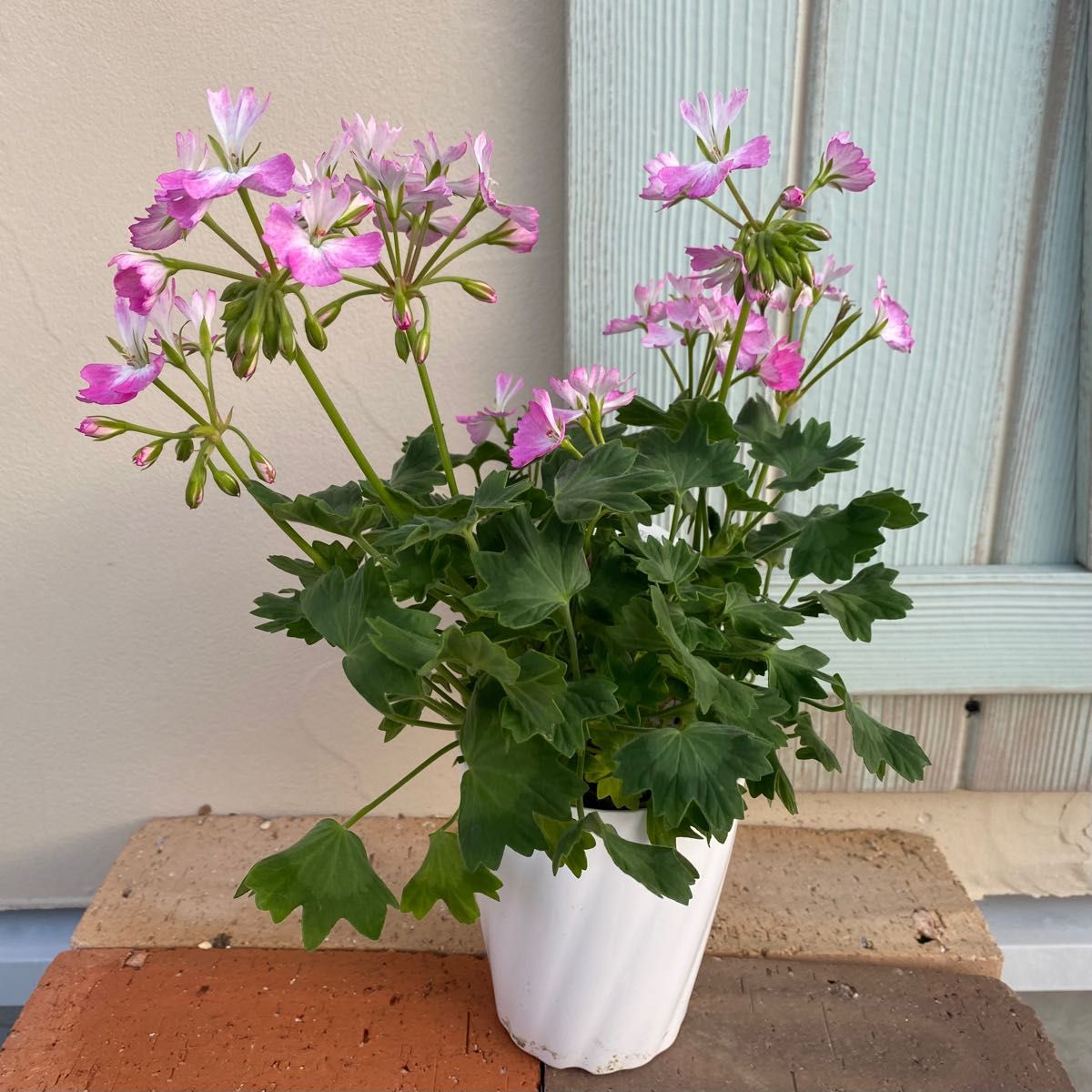 かわいい】ゼラニウム さくらさくら 花 花苗 鉢植え ポット苗 花 かわいい】ゼラニウム さくらさくら 花 花苗 鉢植え ポット苗 花