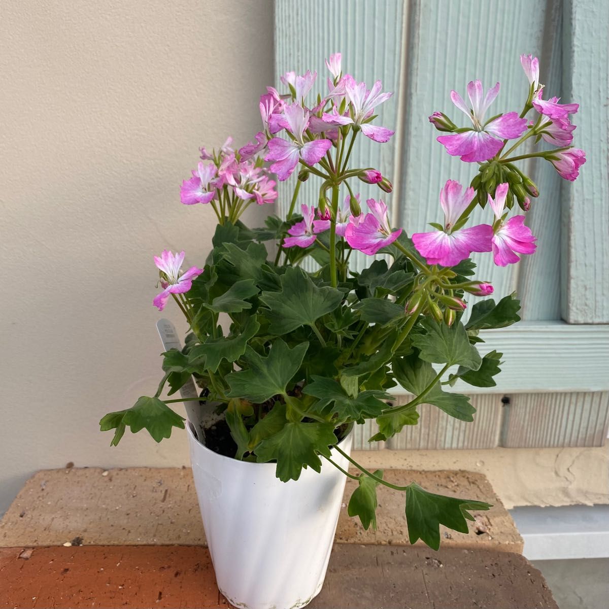 かわいい】ゼラニウム さくらさくら 花 花苗 鉢植え ポット苗 花 かわいい】ゼラニウム さくらさくら 花 花苗 鉢植え ポット苗 花