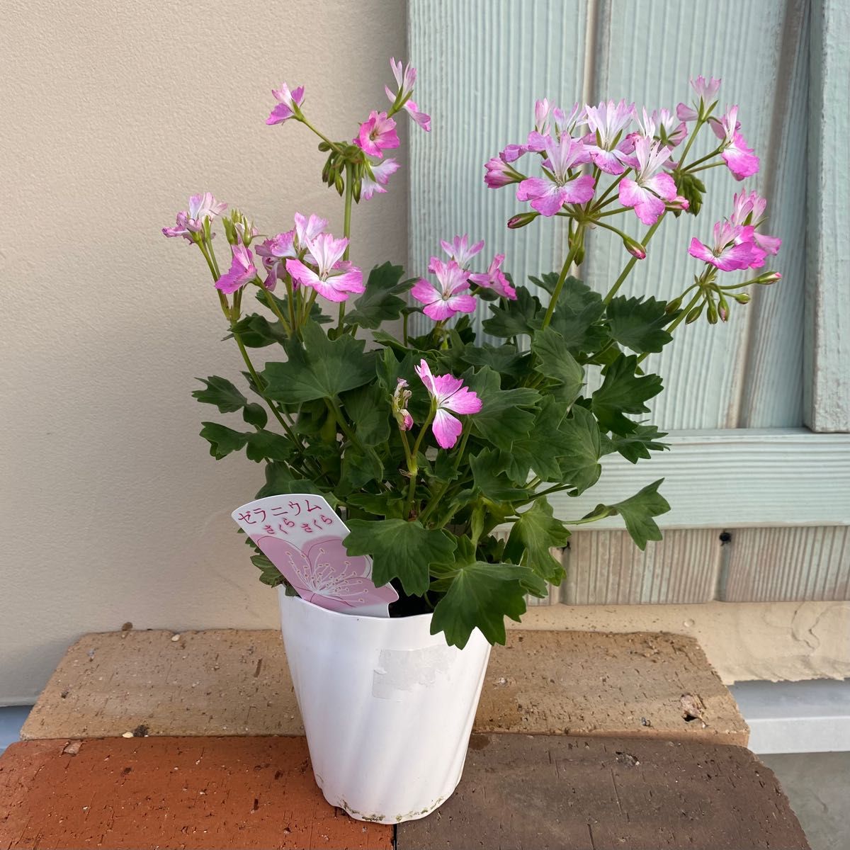 かわいい】ゼラニウム さくらさくら 花 花苗 鉢植え ポット苗 花 かわいい】ゼラニウム さくらさくら 花 花苗 鉢植え ポット苗 花