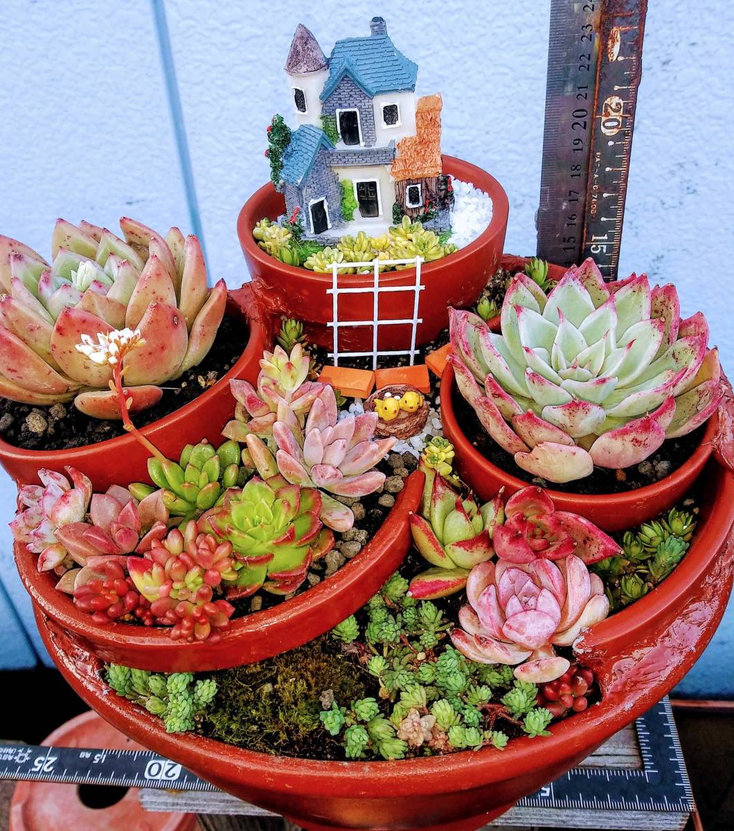 Yahoo!オークション - 3141多肉植物の寄せ植え 組鉢作品 お城の Yahoo!オークション - 3141多肉植物の寄せ植え 組鉢作品 お城の