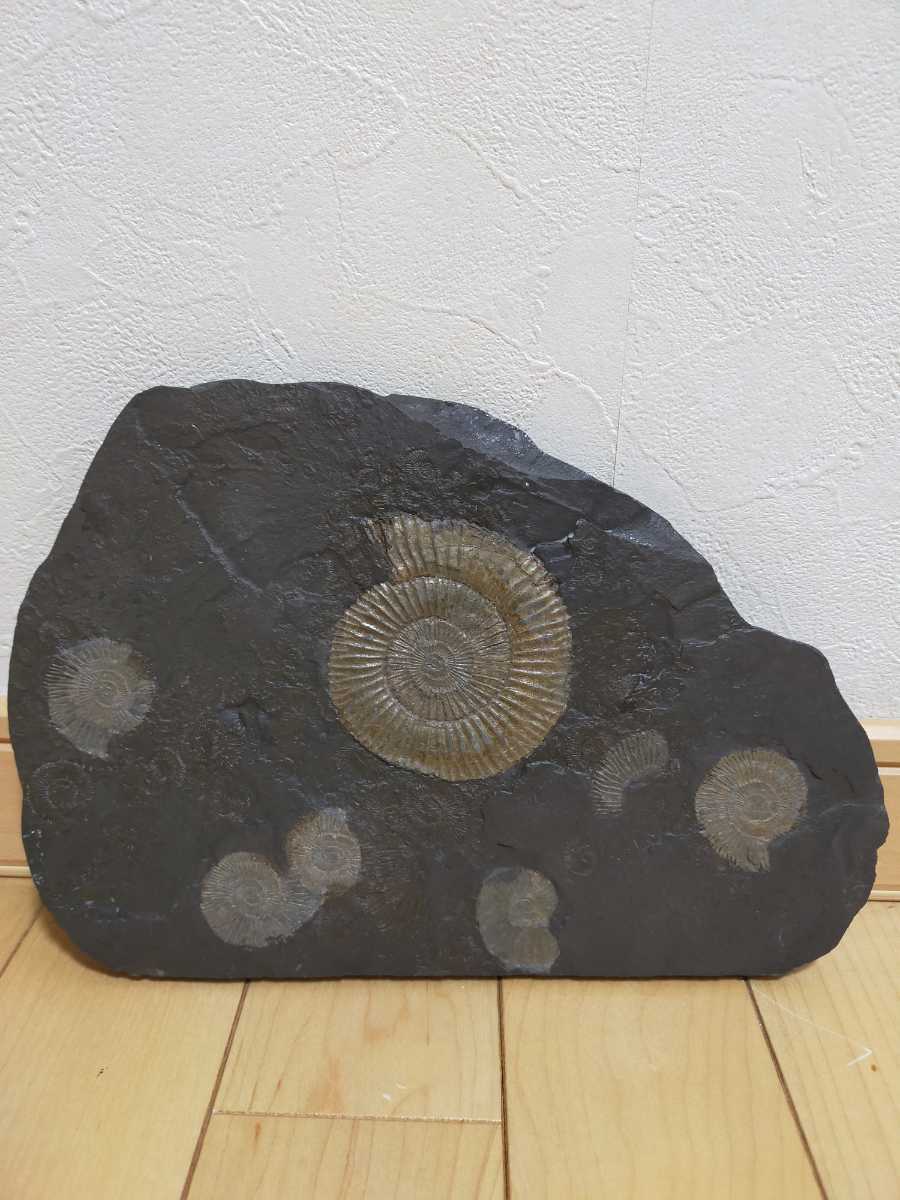 アンモナイト　化石　ドイツ　ホルツマーデン産　ジュラ紀 ホルツマデン germany holzmaden dactylioceras communis