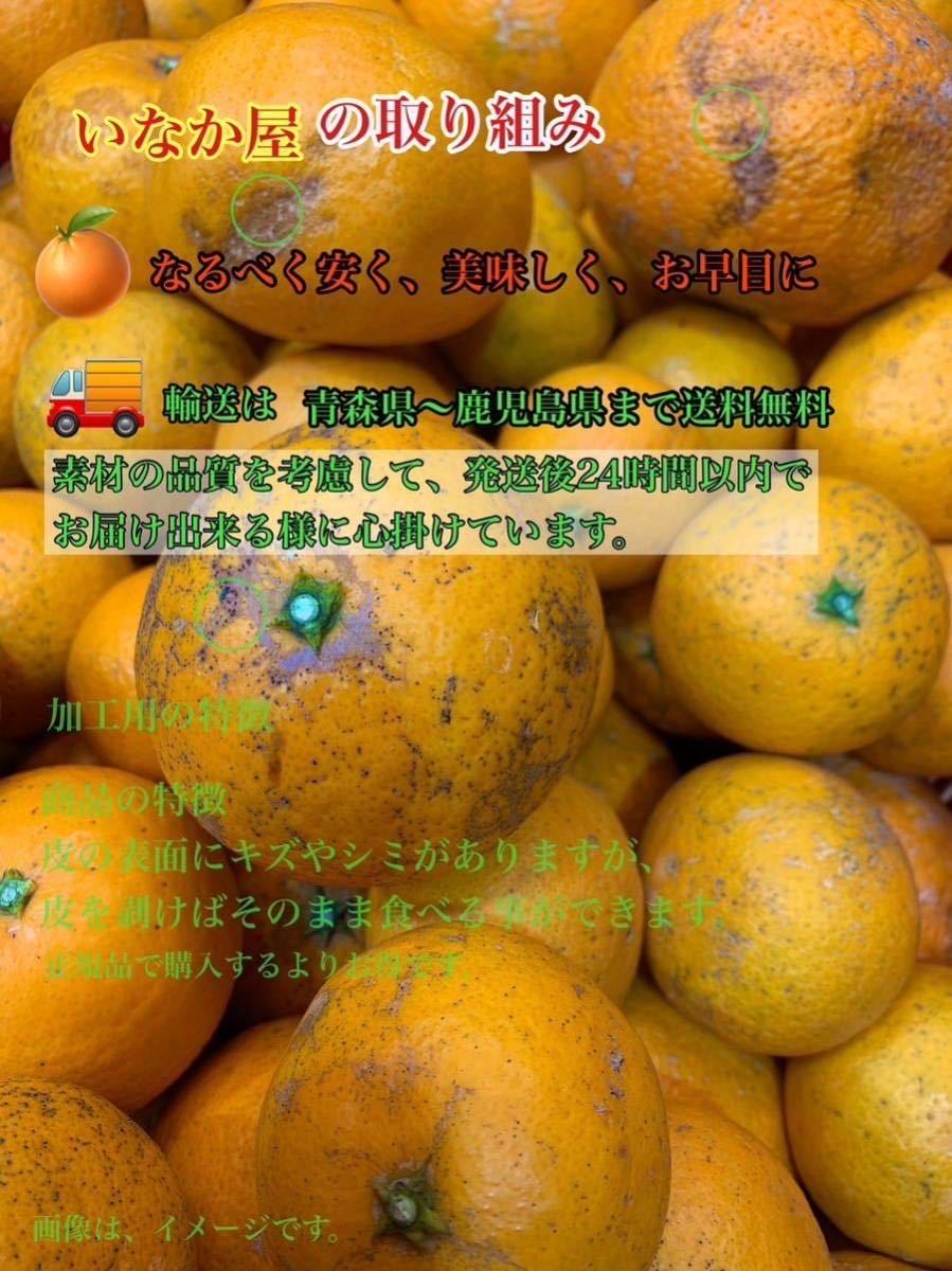 和歌山県産 清見 オレンジ 家庭用 8kg 数量限定 早い者勝ち セール フルーツ みかん お試し価格の画像2