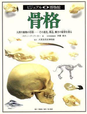 骨格 人間や動物の骨格　その進化、構造、働きの秘密を探る ビジュアル博物館３／スティーブパーカー(著者),リリーフ・システムズ(訳者)_画像1