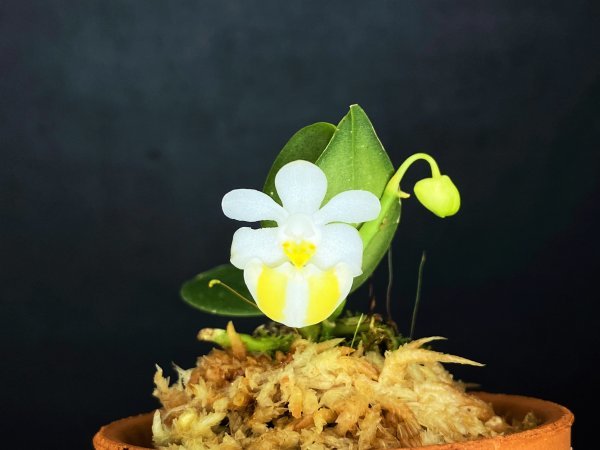 Yahoo!オークション - 洋蘭 原種 胡蝶蘭 Phal. lobbii f Yahoo!オークション - 洋蘭 原種 胡蝶蘭 Phal. lobbii f