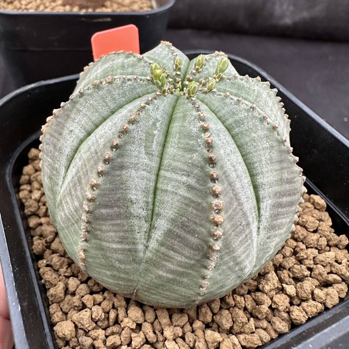 ★サボテン・多肉植物★884★ ユーフォルビア・オベサ（Euphorbia obesa）★_画像3