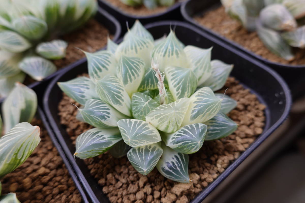 白蛇伝】白蛇伝 極上親株 送料無料 ハオルチア Haworthia