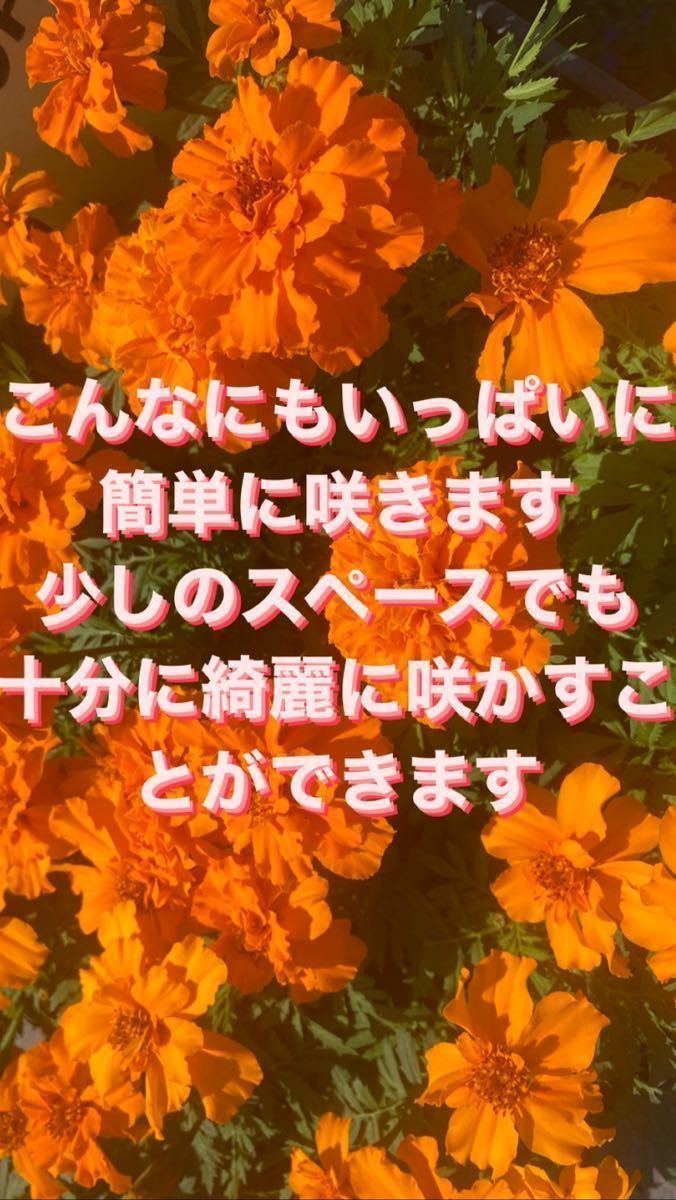 マリーゴールド　種　100粒以上　説明書付き_画像2