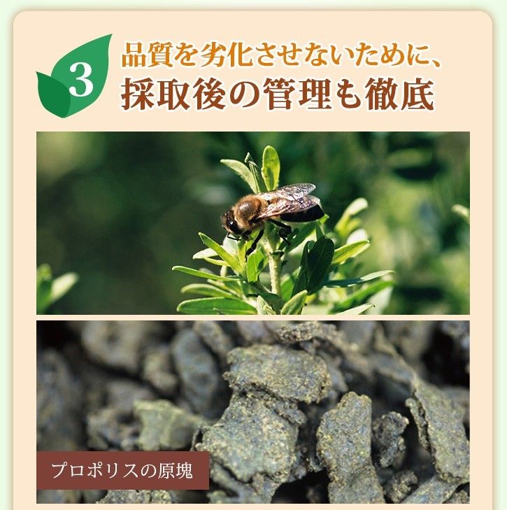 山田養蜂場 プロポリス300 詰め替え用 100球×5袋 | noonanwaste.com