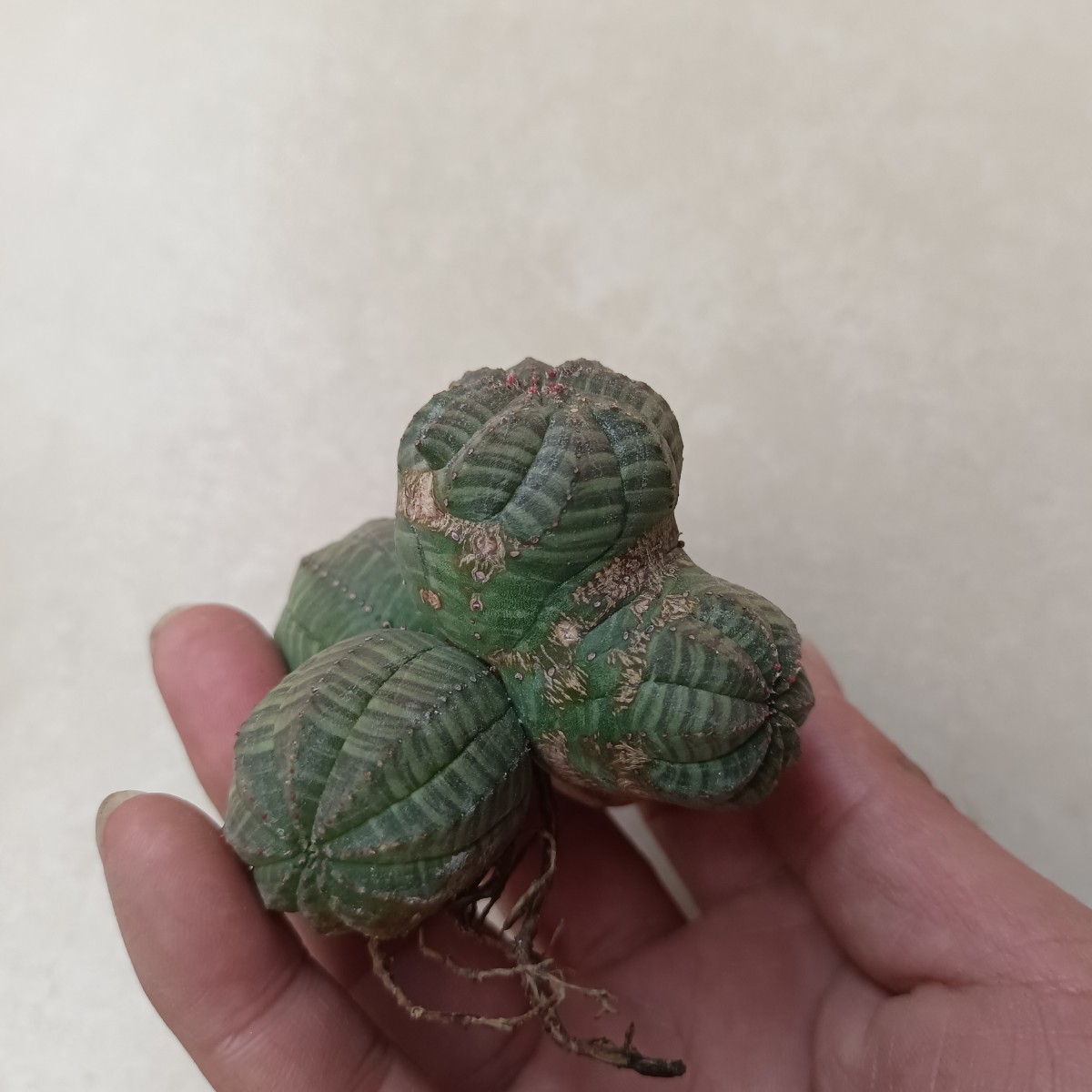 塊根植物 Euphorbia obesa ユーフォルビア オベサ 群生株 多肉植物 (S86)_画像3