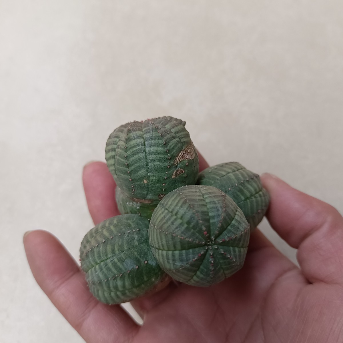 塊根植物 Euphorbia obesa ユーフォルビア オベサ 群生株 多肉植物 (S86)_画像5