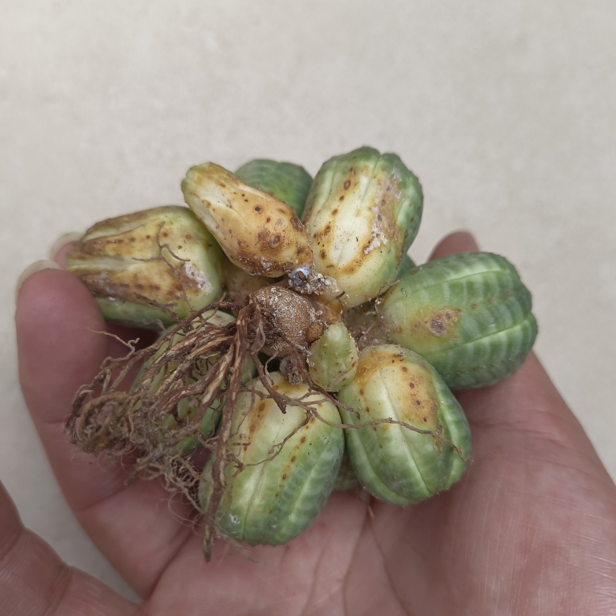 塊根植物 Euphorbia obesa ユーフォルビア オベサ 群生株 多肉植物 (S109)_画像6