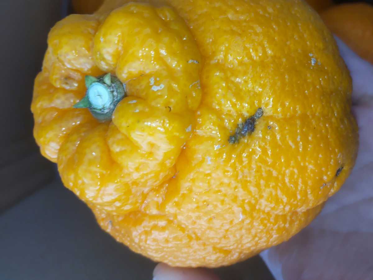23 全国送料無料 愛媛県産 産地直送 家庭用 不知火 中身5キロ程度 柑橘 みかん しらぬい しらぬひ デコポン と同品種の柑橘です。の画像5