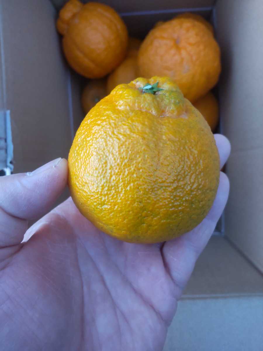 23 全国送料無料 愛媛県産 産地直送 家庭用 不知火 中身5キロ程度 柑橘 みかん しらぬい しらぬひ デコポン と同品種の柑橘です。の画像7
