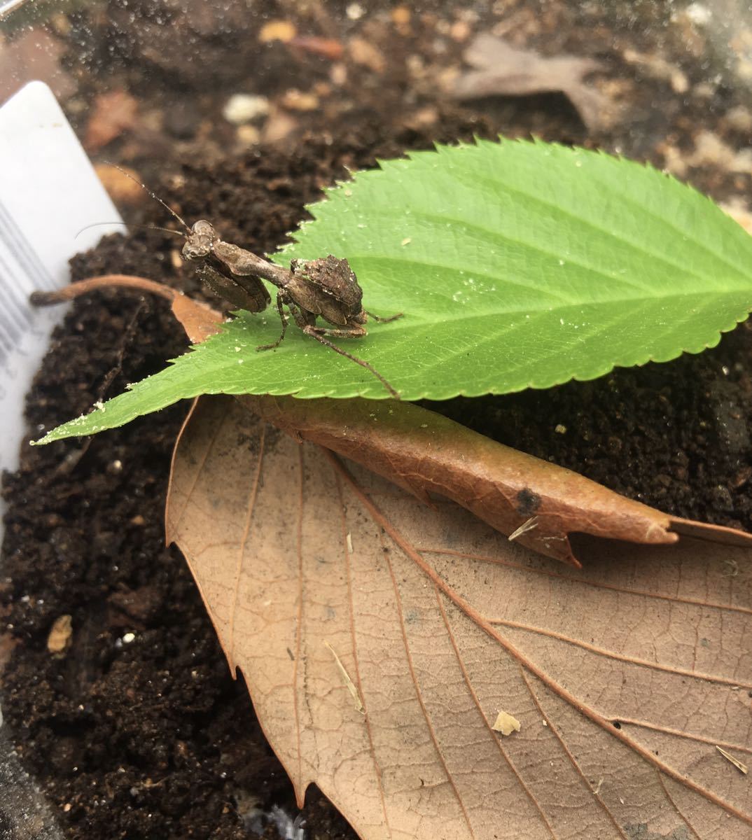 状態良好】 【激レア】 サツマヒメカマキリ 昆虫 カマキリ アシナガ