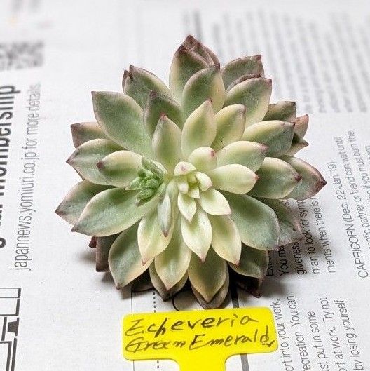 多肉植物 グリーンエメラルド錦|Yahoo!フリマ(旧PayPayフリマ) 多肉植物 グリーンエメラルド錦|Yahoo!フリマ(旧PayPayフリマ)
