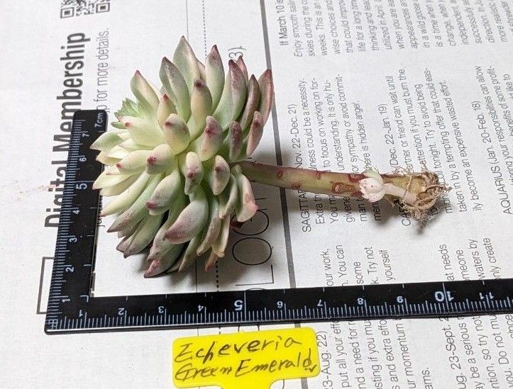 多肉植物 グリーンエメラルド錦|Yahoo!フリマ(旧PayPayフリマ) 多肉植物 グリーンエメラルド錦|Yahoo!フリマ(旧PayPayフリマ)