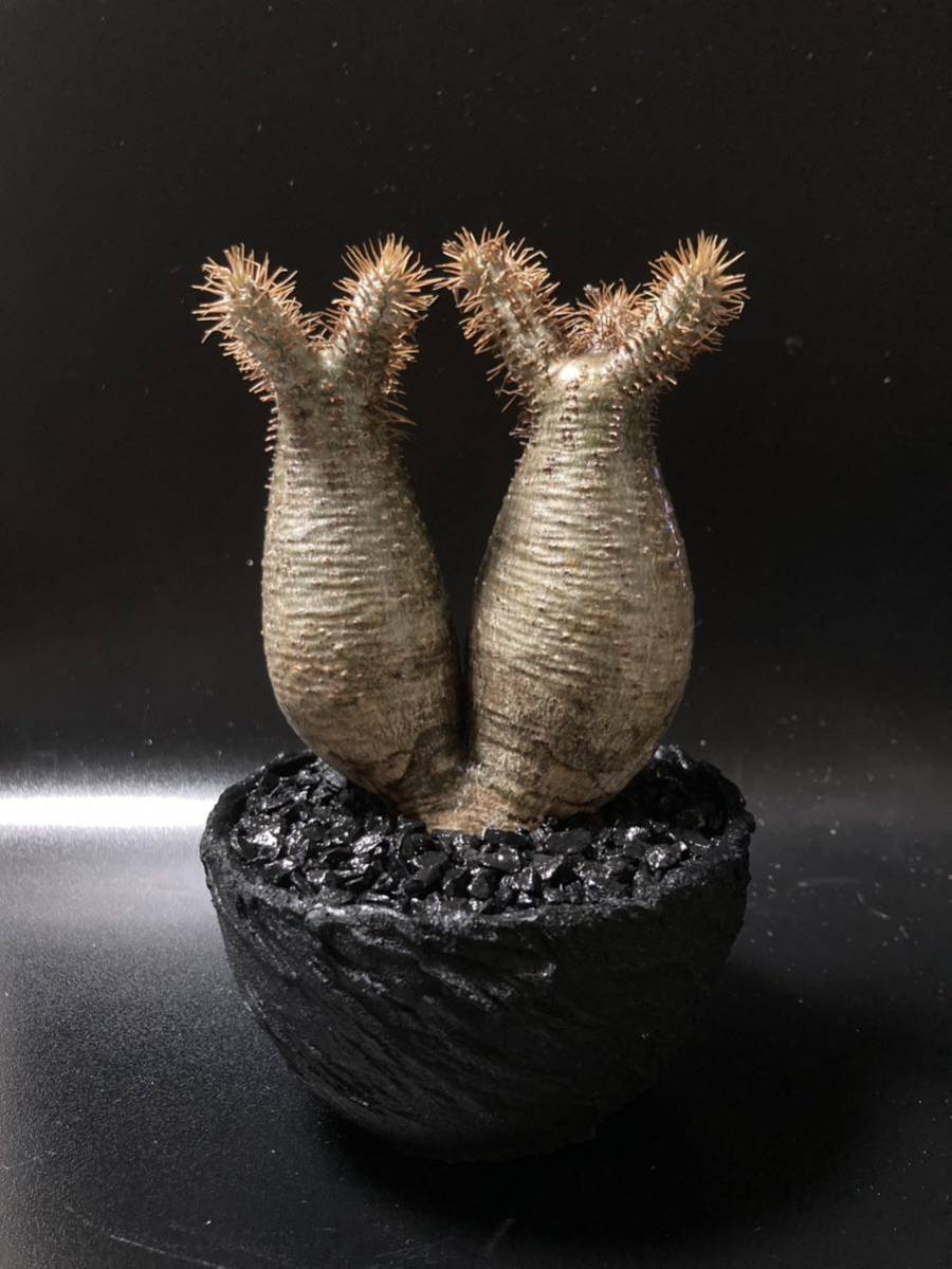 発根済 美しい二頭 パキポディウムグラキリス 塊根植物 gilsonmarques.com