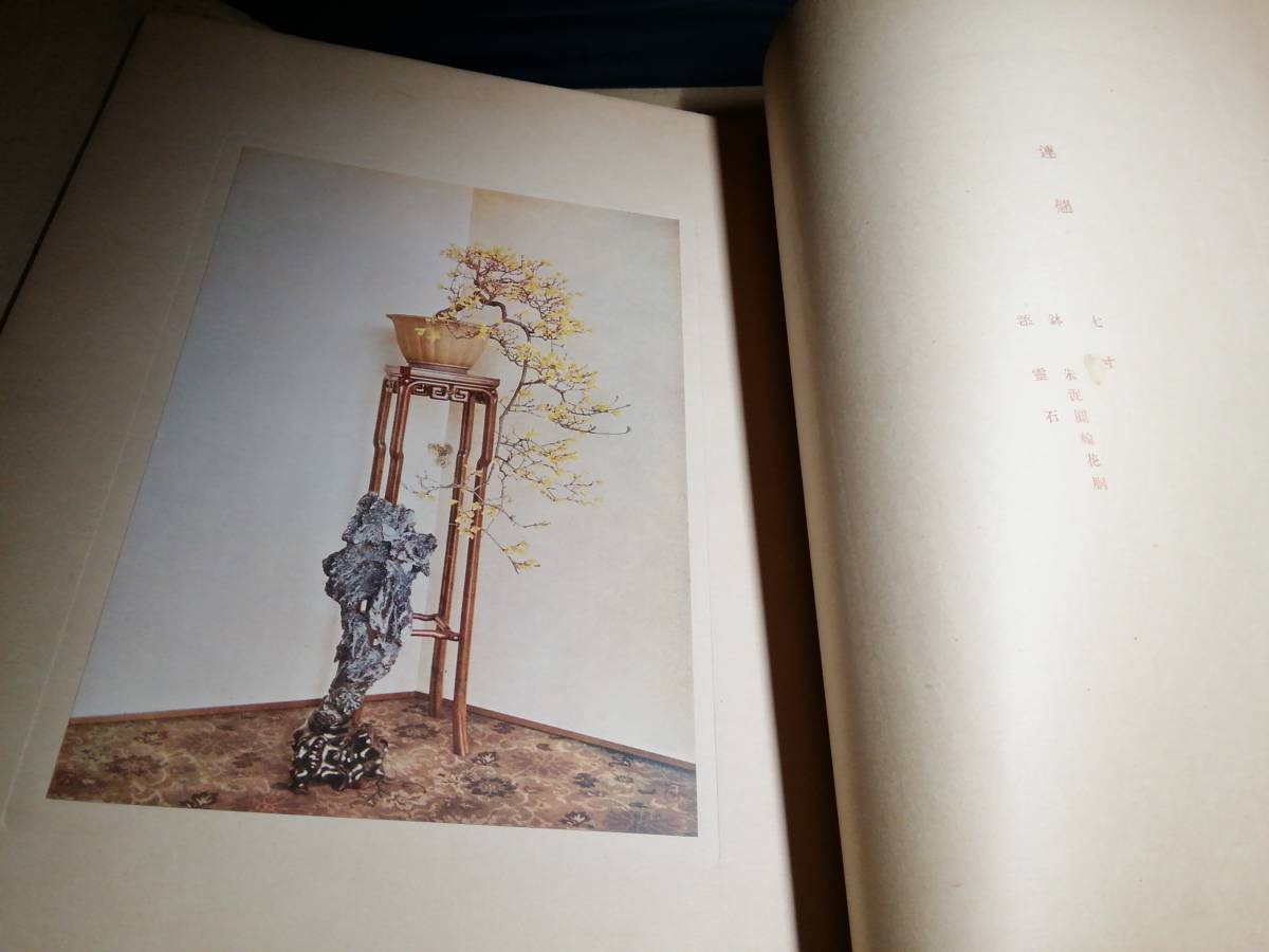 E⑥. spring . bonsai map . mountain hill thousand Taro Taisho 7 year 
