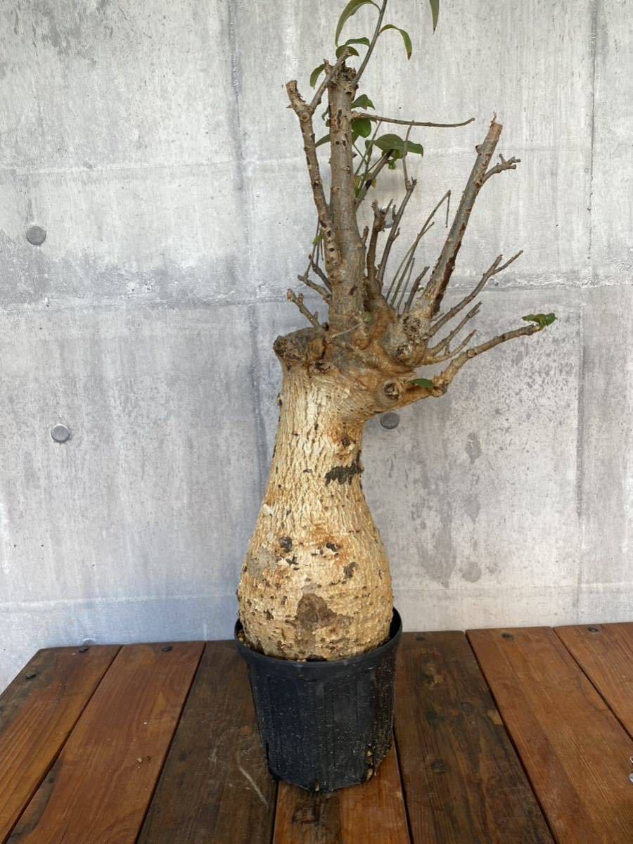 バオバブ (Adansonia digitata ) 大株 4