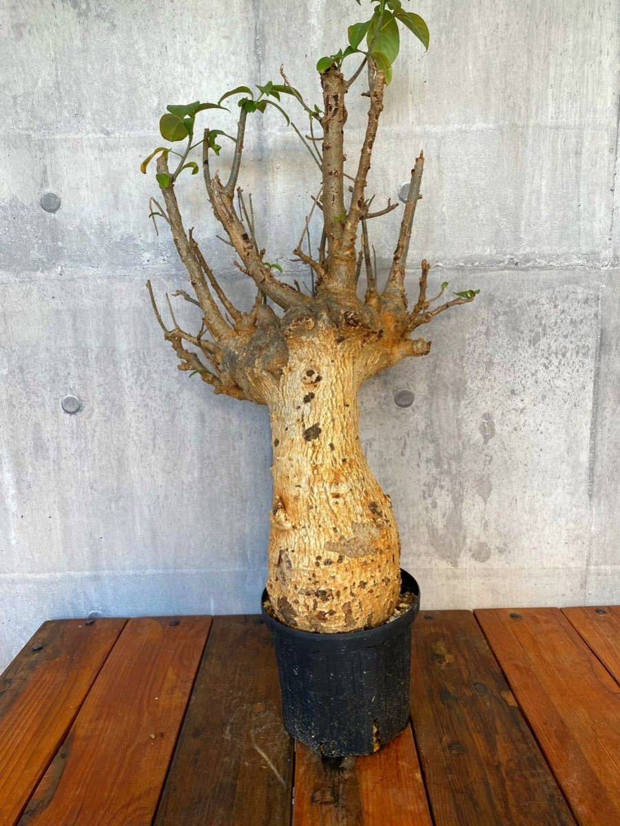 バオバブ (Adansonia digitata ) 大株 3
