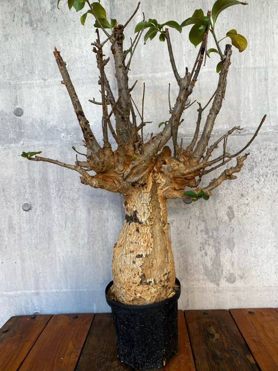 バオバブ (Adansonia digitata ) 大株