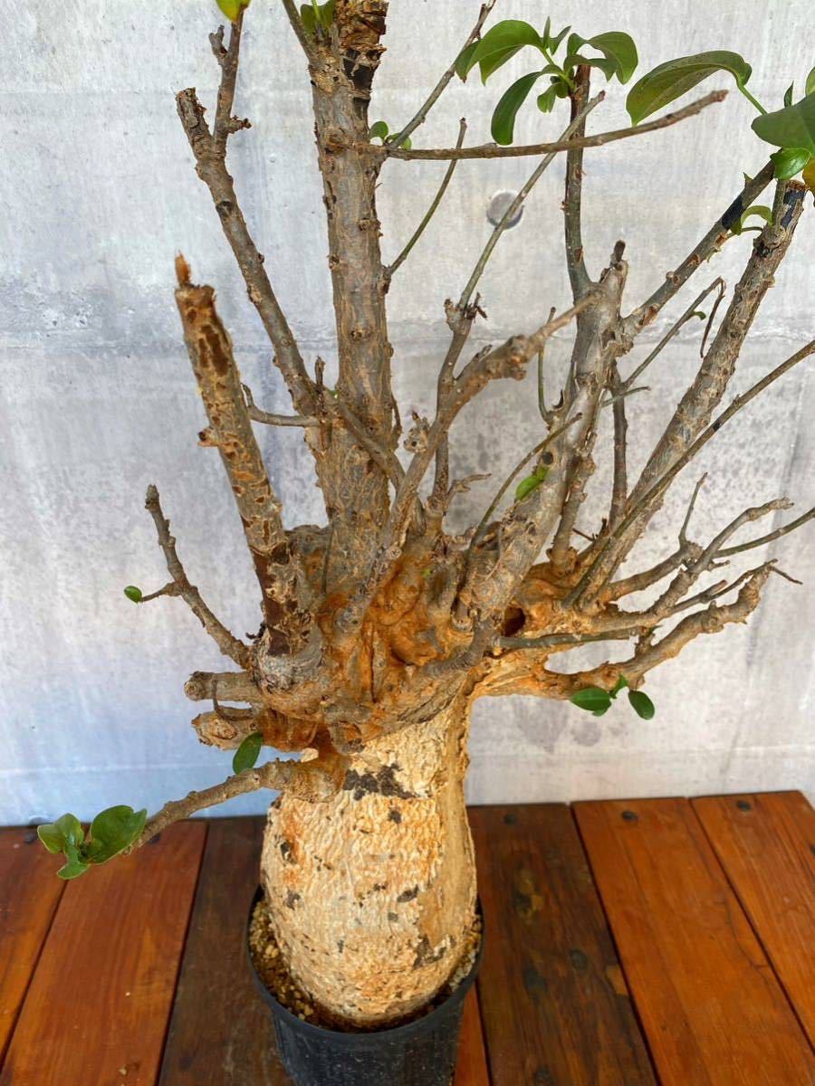 バオバブ (Adansonia digitata ) 大株 5
