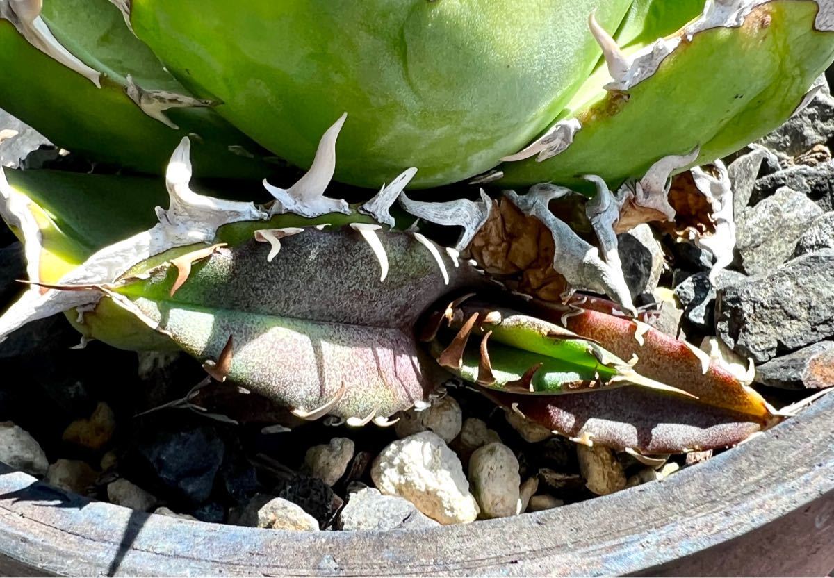 アガベ チタノタ 旧来白鯨子株 【Agave Titanota 旧来白鯨 】オテロイ