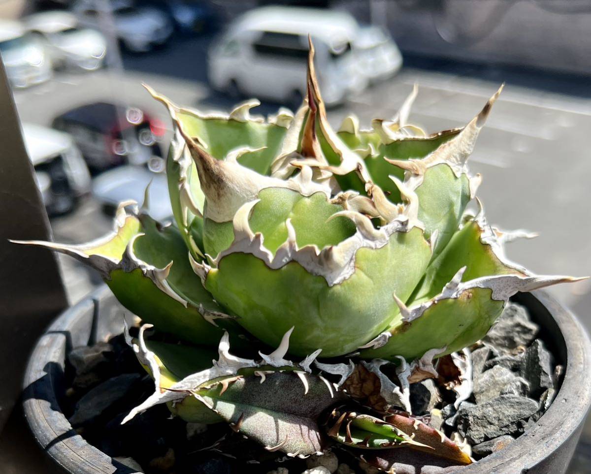 アガベ チタノタ 旧来白鯨子株 【Agave Titanota 旧来白鯨 】オテロイ