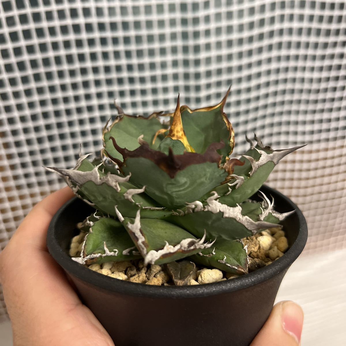 多肉植物 アガベチタノタ烈焔 子株|代購幫