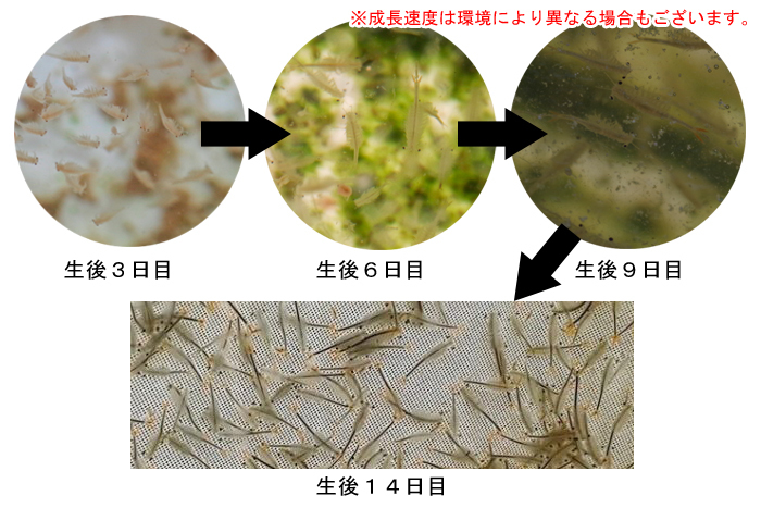 ホウネンエビ　乾燥卵　２万個+専用飼料+育て方解説書　　 　ミジンコ　微生物　甲殻類　アクアリウム_画像3