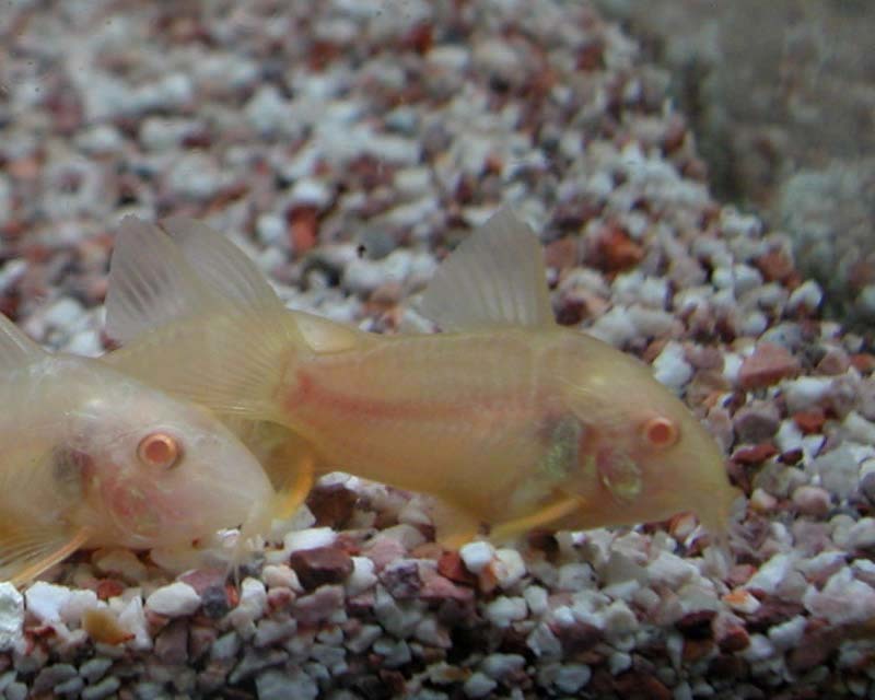 *iwoya* Corydoras a ruby no stereo rubai2 pcs set 