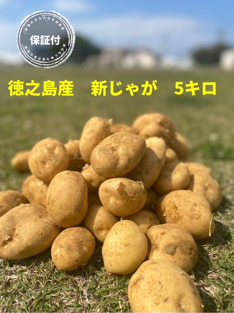 店舗保証付 徳之島産綺麗なじゃがいも5キロ 春一番 ブランド芋 店舗保証付 徳之島産綺麗なじゃがいも5キロ 春一番 ブランド芋
