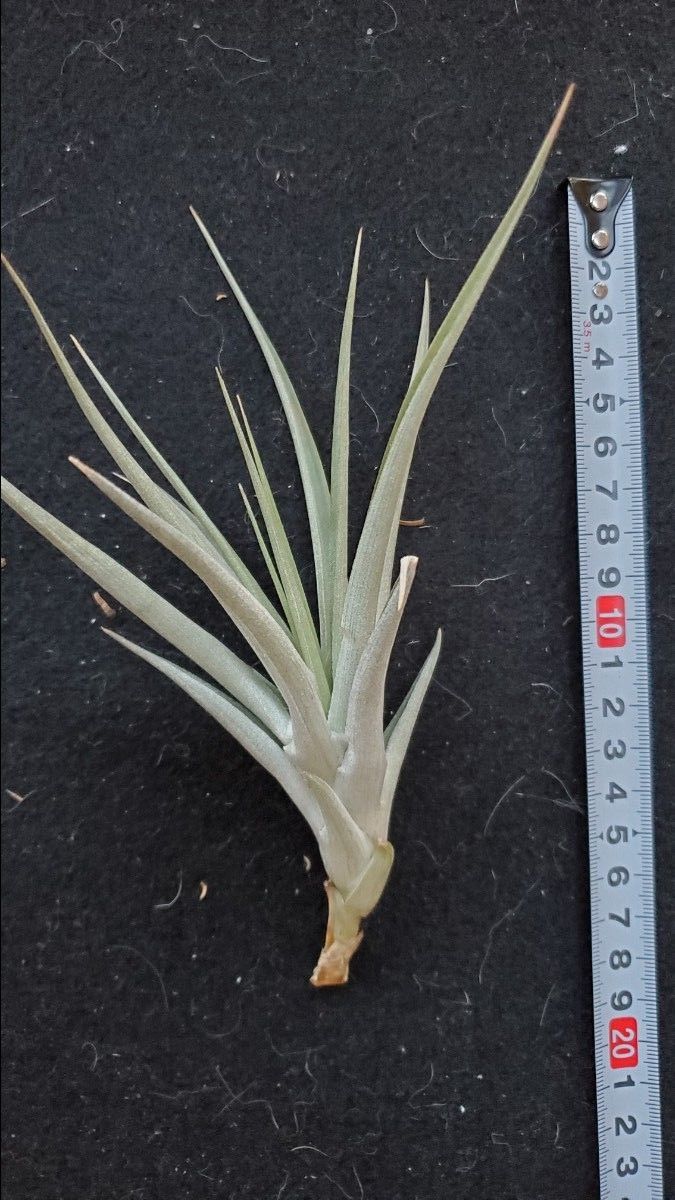 チランジア　buchlohii  エアープランツ Tillandsia