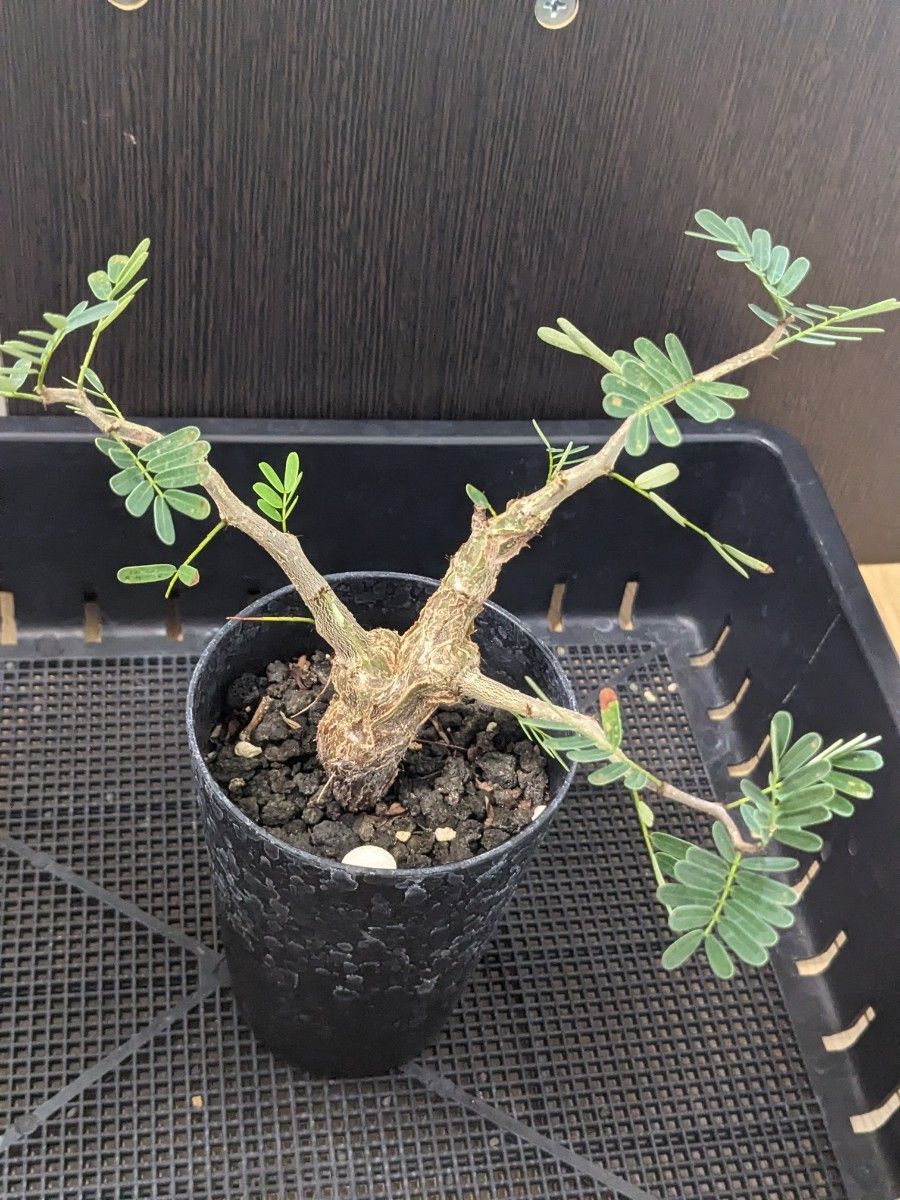 センナ・メリディオナリス Senna meridionalis コーデックス 鉢ごと