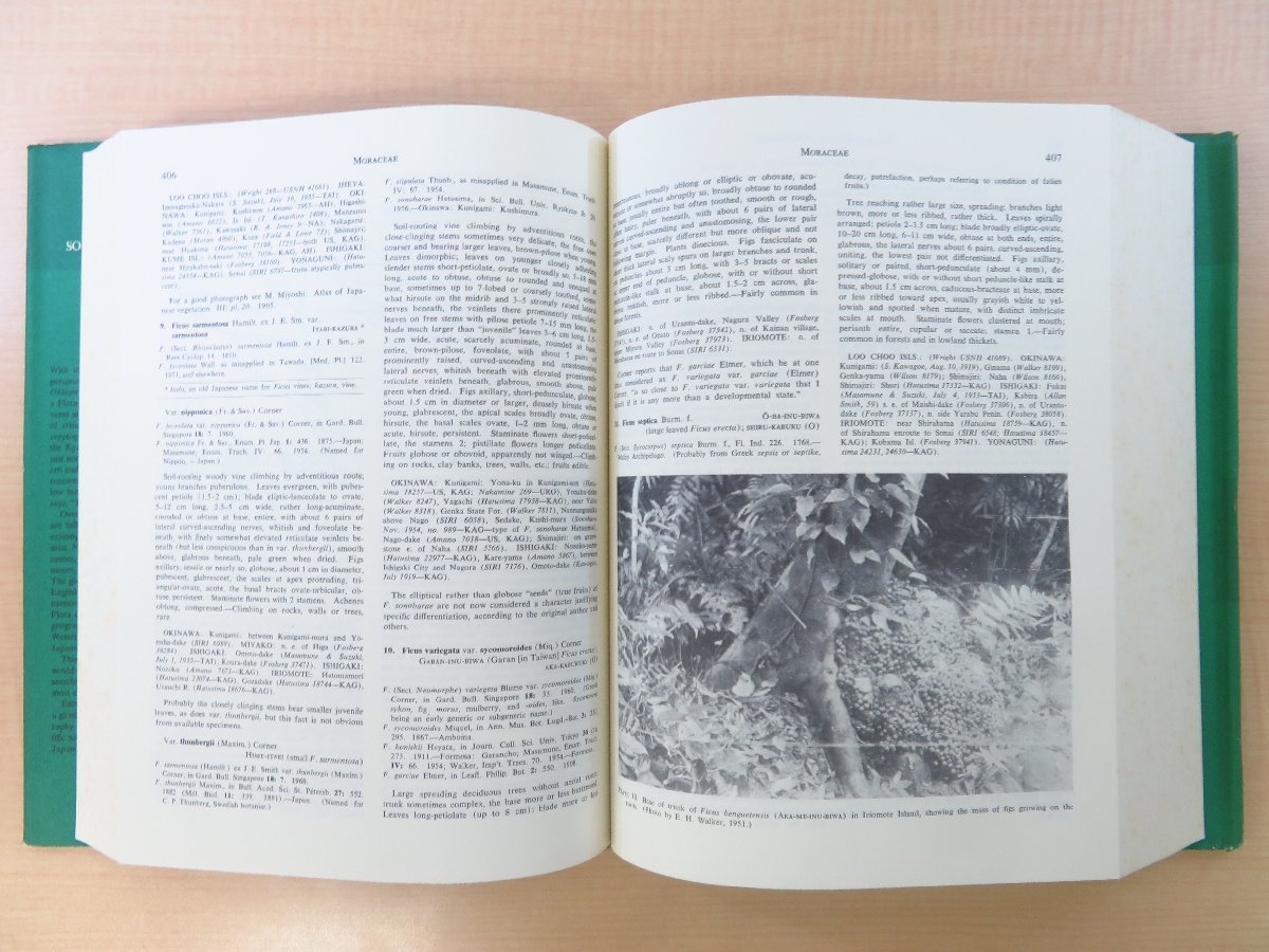 沖縄/八重山諸島/宮古列島植物研究書『Flora of Okinawa and the southern Ryukyu Islands』1976年刊 スミソニアン博物館出版部刊 - その他 沖縄/八重山諸島/宮古列島植物研究書『Flora of Okinawa and the southern Ryukyu Islands』1976年刊 スミソニアン博物館出版部刊 - その他