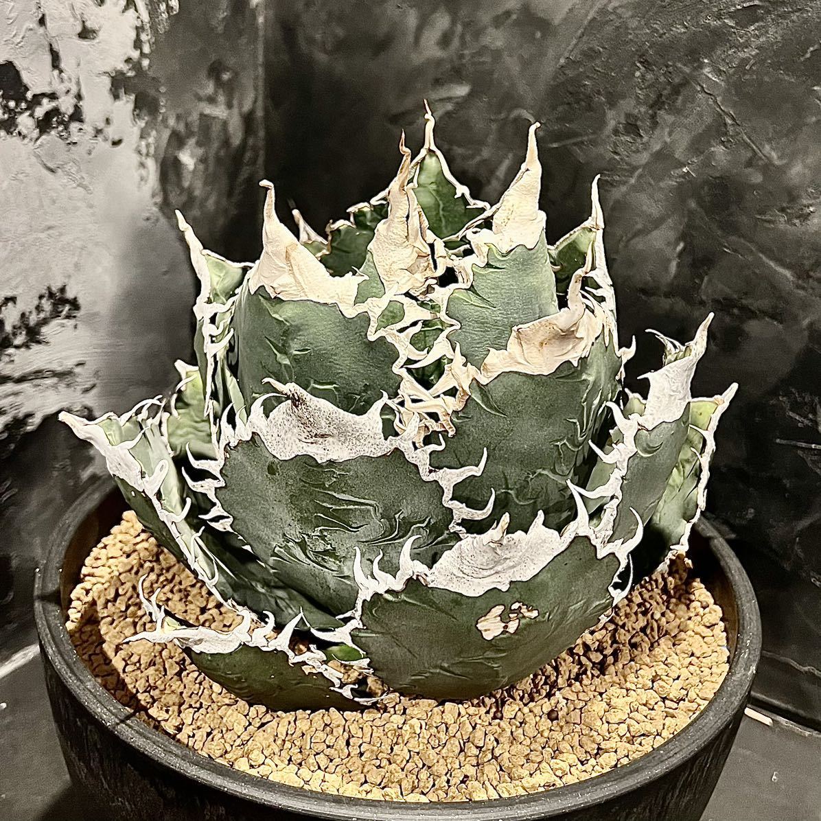 Yahoo!オークション - 【スペシャル親株】Agave titanota 悪魔 Yahoo!オークション - 【スペシャル親株】Agave titanota 悪魔