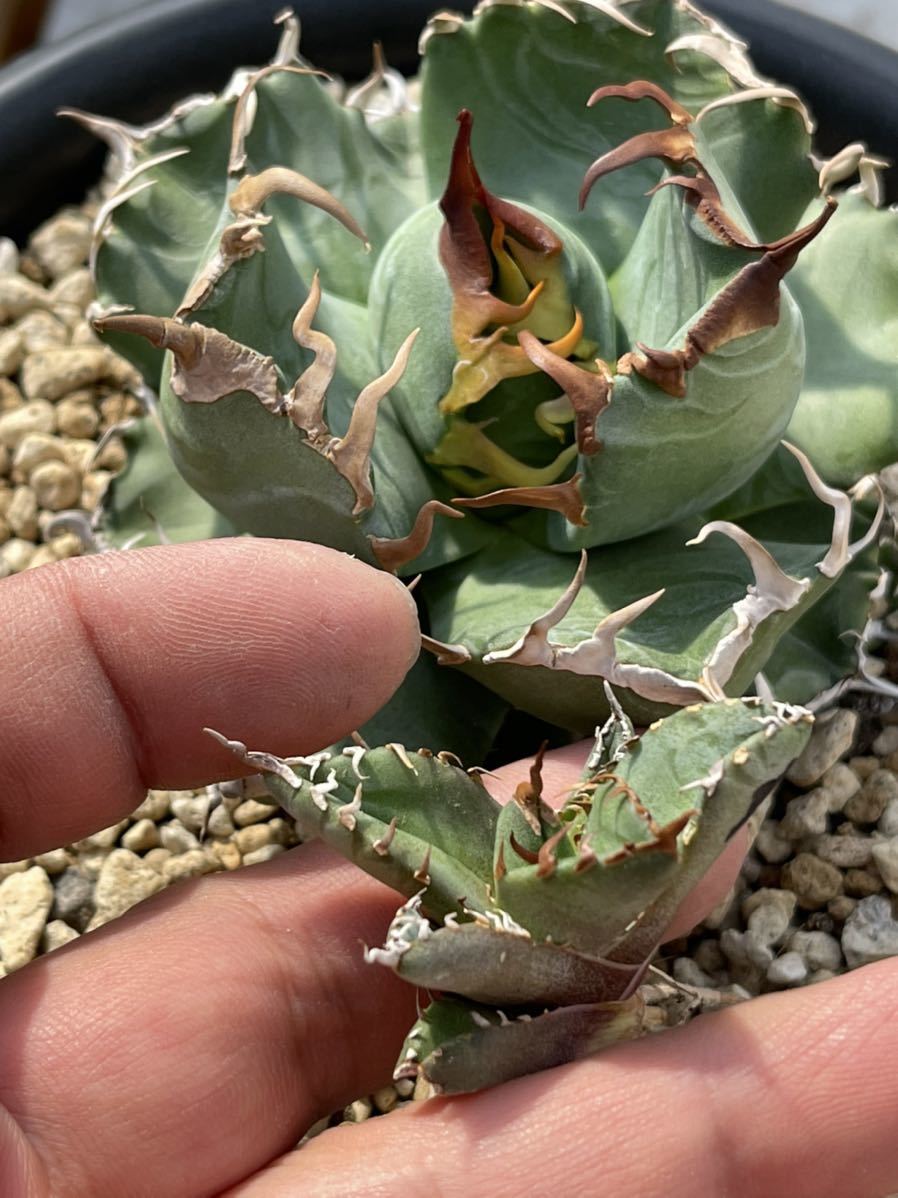 多肉植物 アガベ チタノタ魔丸極上株 多肉植物 アガベ チタノタ魔丸極上株